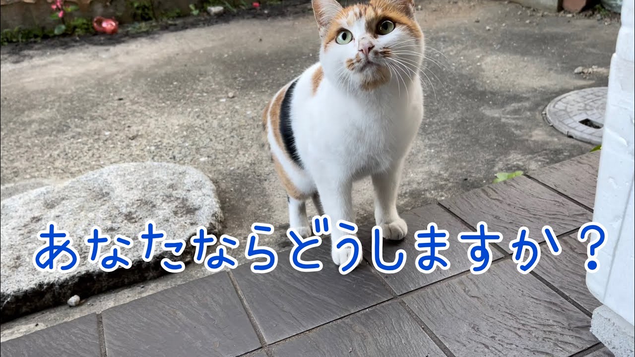 もうこれ以上は無理！ 毎日挨拶しに来るようになった三毛猫 あなたなら