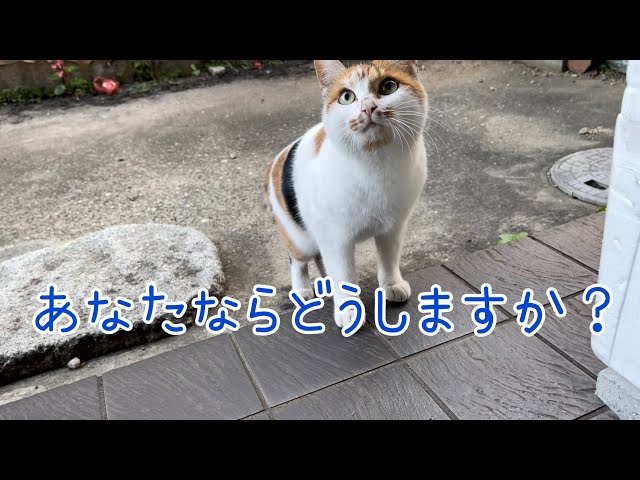 三毛猫様♡ありがとうございます♡ 三毛猫】チャンネル登録10,000人ありがとう動画（2023年8月21日