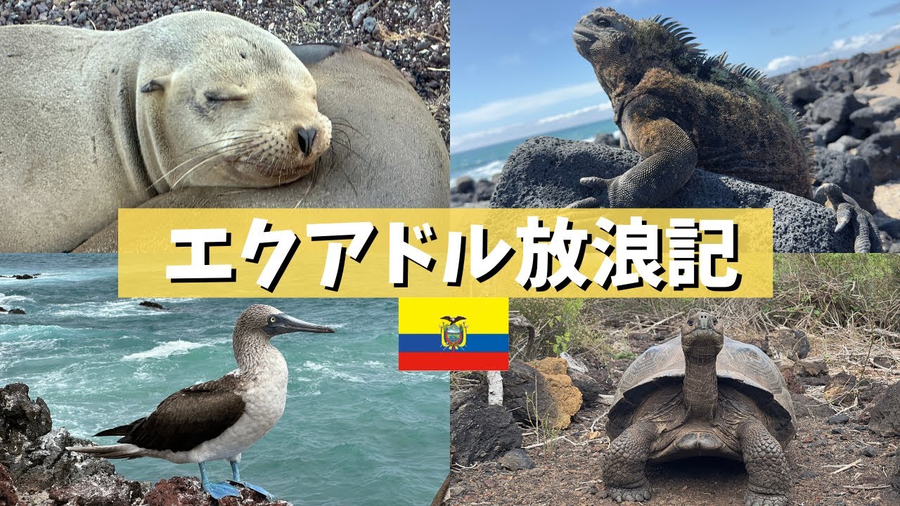 【ガラパゴス諸島】動物天国で7日間の放浪記