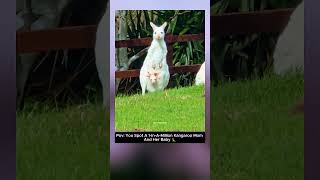 This Rare White Kangaroo Has A Surprise In Her Pouch 🦘