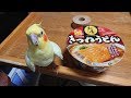 いいちこインコさんの浮気現場