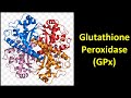 a key component of the antioxidant glutathione peroxidase quizlet IFMCP - Bioenergetics Flashcards Glutathione Peroxidase (GPx) - YouTube