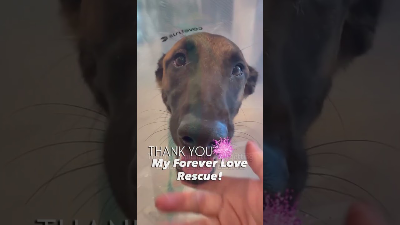 Dogs are treated after rescue #rescuedog #dog #dogrescue #rescue #wildliferescue #puppy #love