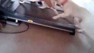 Magnus On The Treadmill Part Ii