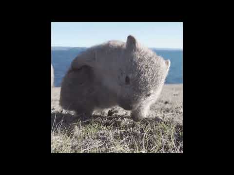 wombat eggroll