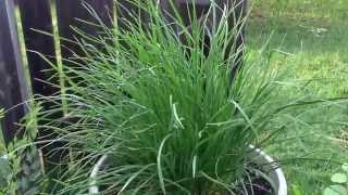 FAMILY FARMER GARLIC CHIVES