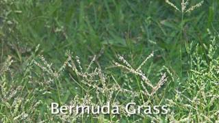 Virtual Pollen Guide: Grasses That Cause Allergies