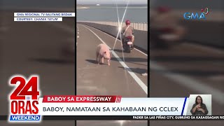 Baboy, namataan sa kahabaan ng CCLEX | 24 Oras Weekend