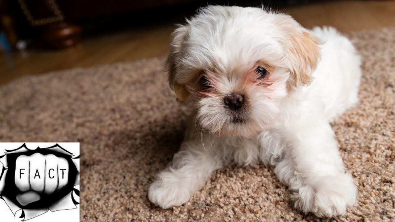 small curly dog