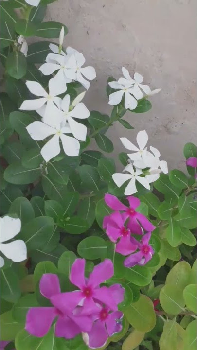 Vince Rosia flowers #short#vinca flowers #pink and white flowers #Nature garden