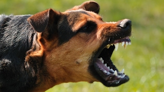A Navy SEAL explains what to do if you're attacked by a dog