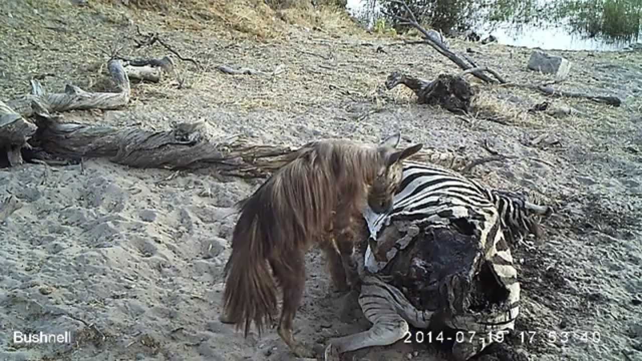 Visitors To A Zebra Carcass