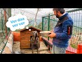 ZİYAFET OLUNCA CANE CORSO NARKOZ’UN TANSİYONU DÜŞÜYOR :)