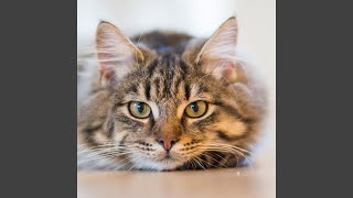 Feline Harmony in Gentle Beats