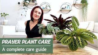 Prayer Plant Care | How to successfully care for Calathea, Maranta, Ctenanthe, and Stromanthe