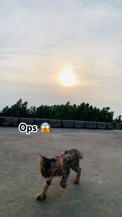 Run away ❤️‍🔥💓🥰🥰 #cute #cutecat #love #miawmiaw #soundsad #catsong #movelycat #cuteanimal