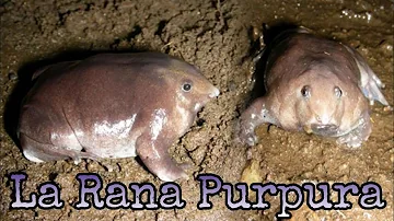 ¿Es rara la rana púrpura?