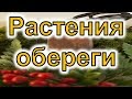 Растения-обереги, которые приносят удачу и защищают от беды