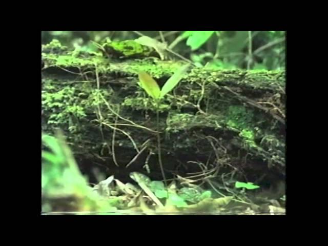 Amazing Animals: Rainforest Animals (Part 2 of 2) - YouTube