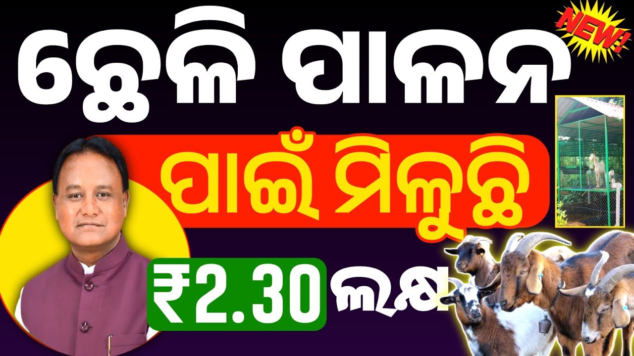 Goat farming in odisha/Goat farming scheme in odisha/Goat farming