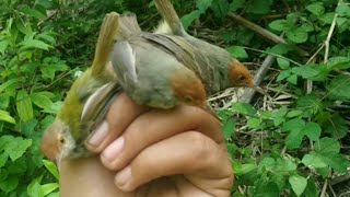 Mantabnya Pikat Burung Prenjak Pakai Mp3