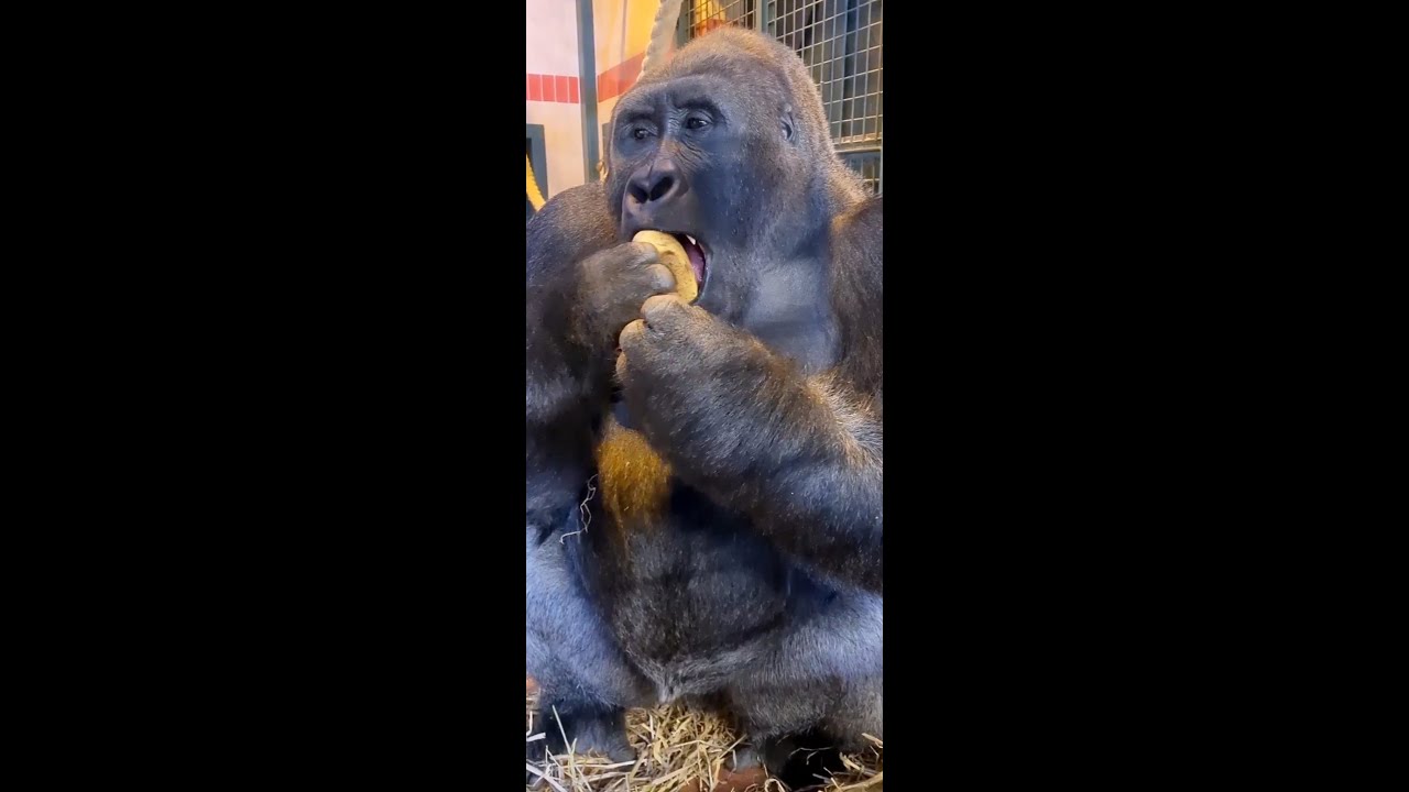 Gorillas Love Bananas!