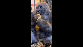 Gorillas Love Bananas!