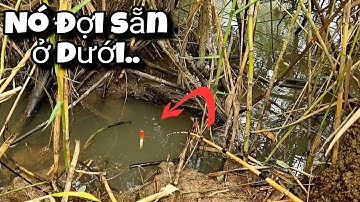 Tập 68 - Câu Cá Rô Đồng Mùa Nước Nổi Trúng Cá Khủng Và Bầy Cá Mập Ú Giật Đã Tay
