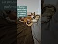 #минибультерьер #минибуль #minibullterrier