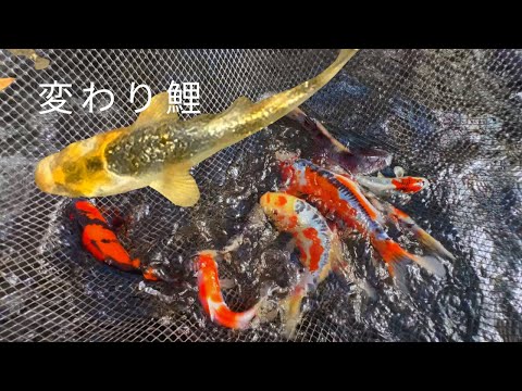 生簀　鯉、川魚、鮮魚、海水魚　などにイケス 錦鯉 Mix （LL) 5匹 21〜25cm前後 錦鯉 鯉 色鯉 生体 川魚