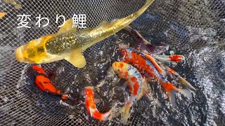 石でできた鯉 Selection and sale of Nishikigoi and unusual koi - YouTube