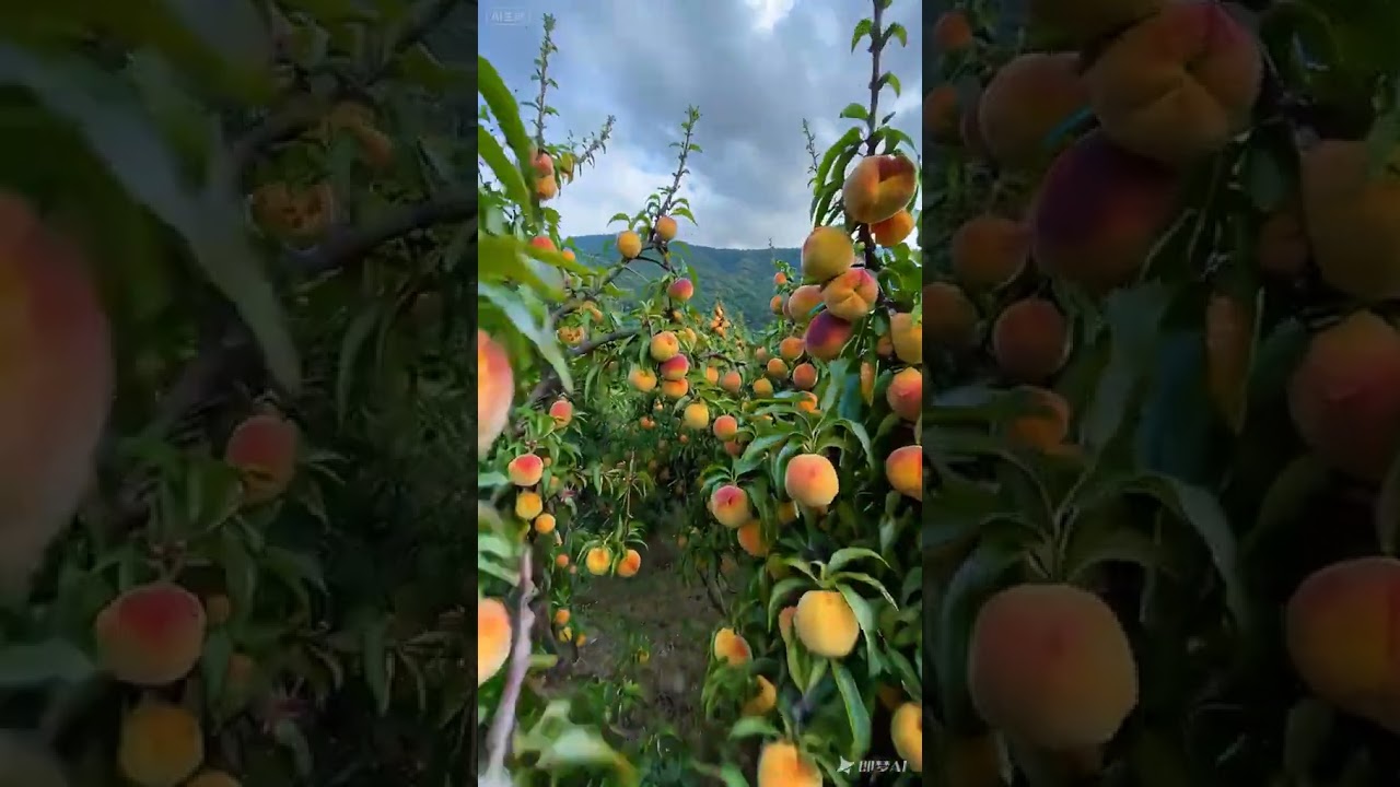 Dwarf Peach Trees: A Farmer's Showcase 