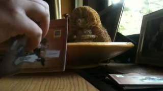 Edeka WWF-Karten 2012 unboxing