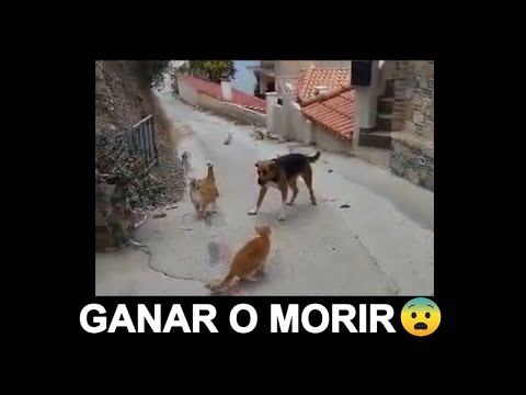 meme xd
