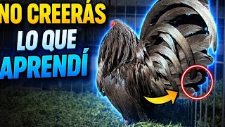 El secreto para plumas perfectas en exposición 🐔✨ | Tratamiento anti ácaros – Rancho La Amenaza