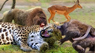 Do You Believe That? Baboons Like God Rush To Attack Leopard To Save The Amazing Impala | Wildlife