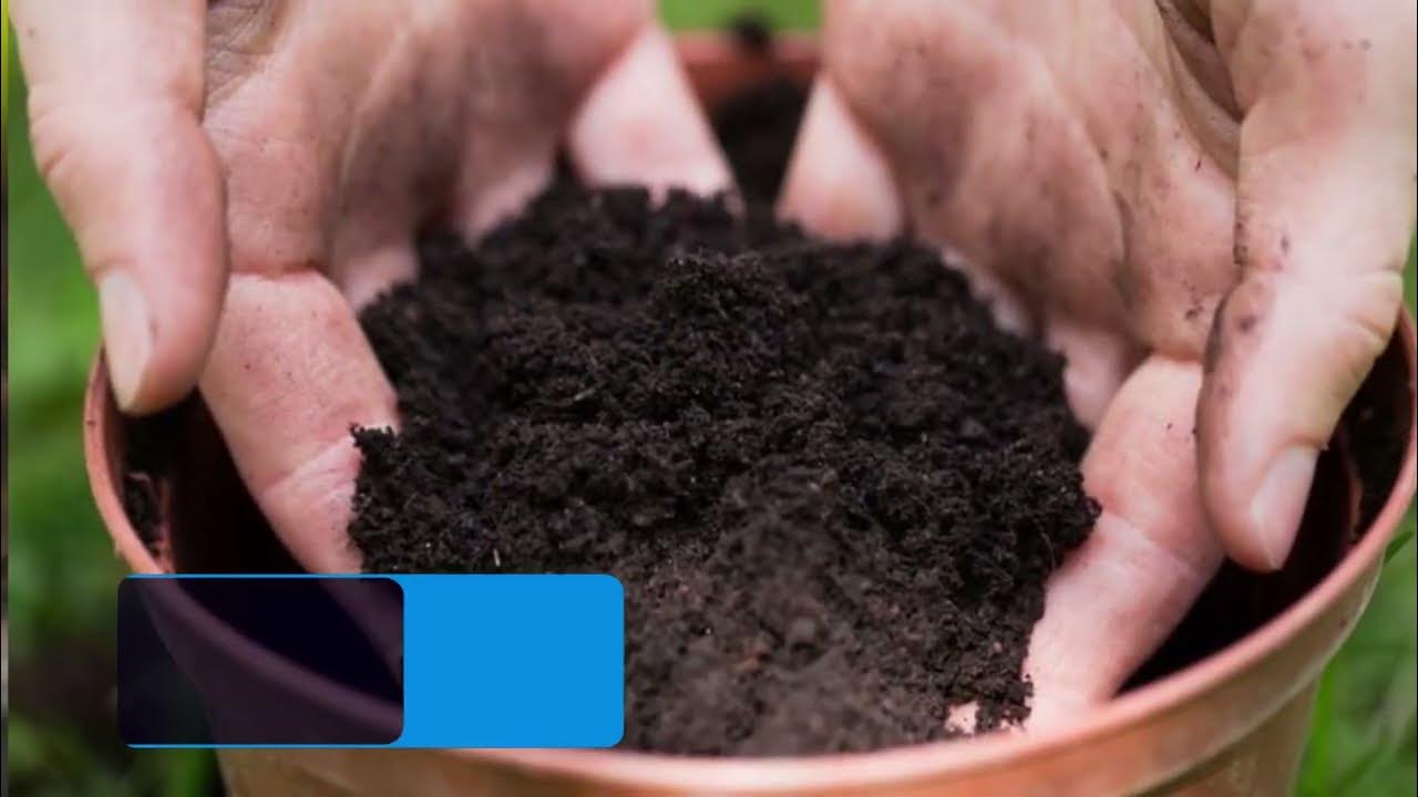 Why Amaryllis Leaves Fall Over & What To Do About It YouTube