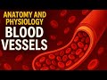 Anatomy and Physiology of Blood Vessels