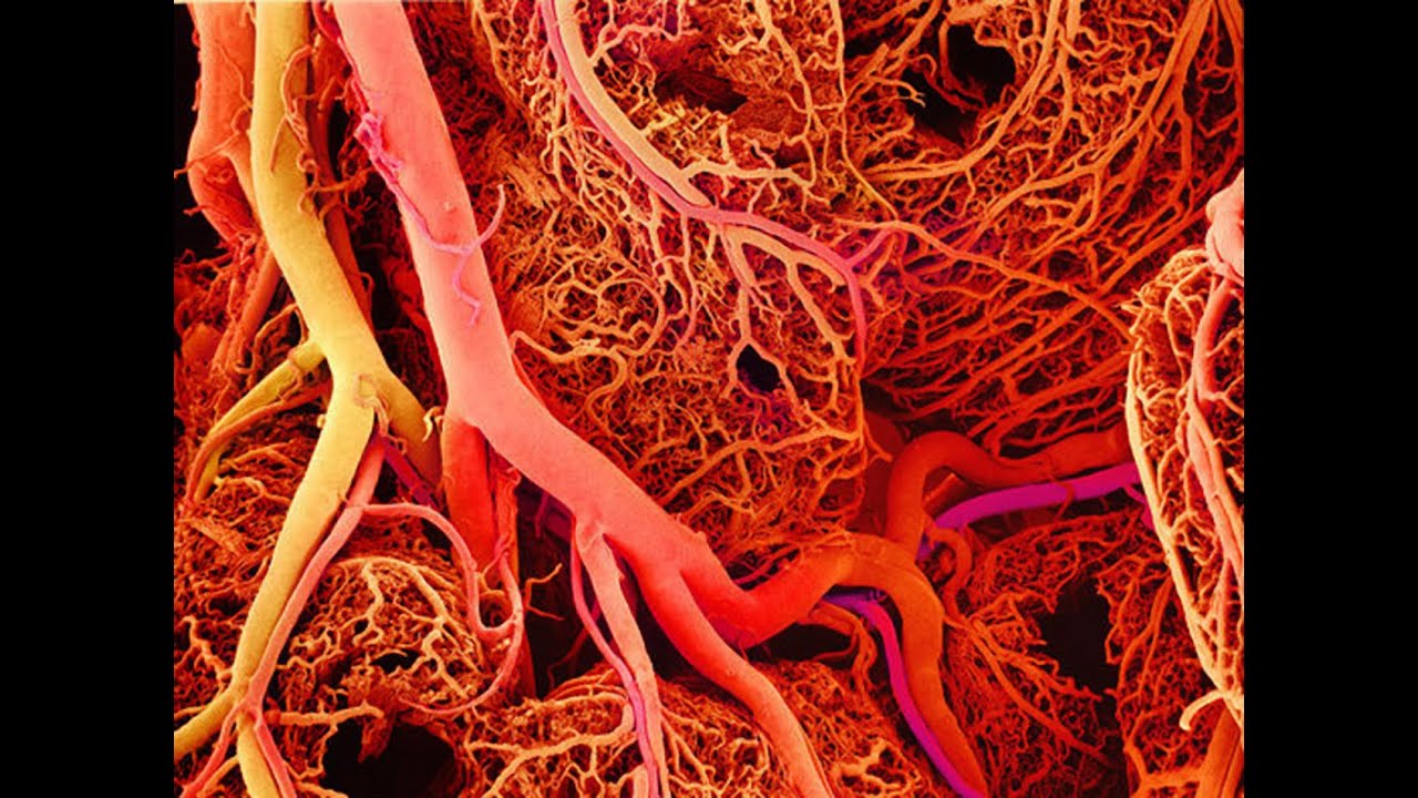 Image result for blood vessels