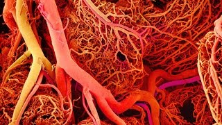 Anatomy and Physiology of Blood Vessels