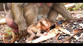 Baby Steely Gets Stronger &amp; Walks More 🐒💗 | Caring Mama Stephanie’s Daily Love in 4K