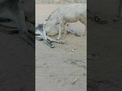 دفء الأمومة في منظر صحراوي هادئ 