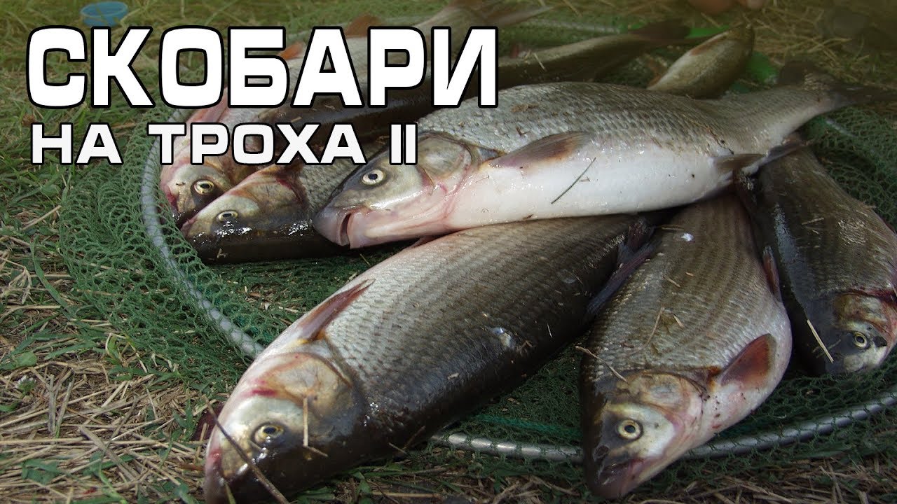 Струмски скобари на троха - част 2