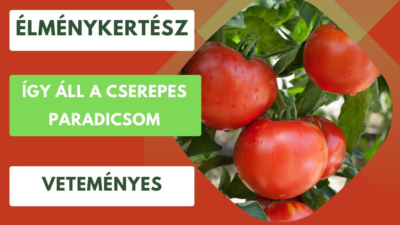 Hogyan áll a cserepes paradicsom?🍅