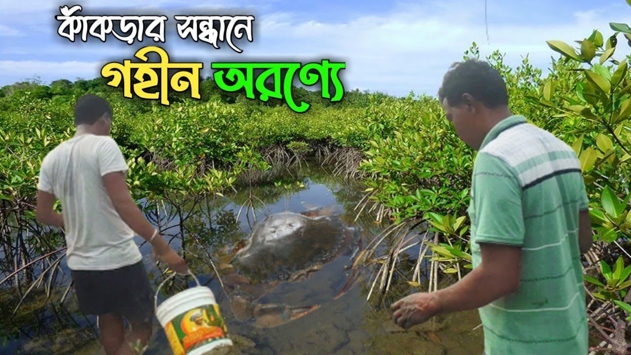 Sundarban deep forest crab🦀 catching and cooking. 