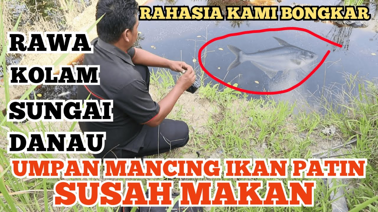 Umpan IKan Patin Liar Susah Makan Kolam,Sungai Danau Rawa
