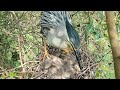 Green egret, mother bird spits out small fish to feed the baby绿鹭，鸟妈妈吐出小鱼喂小宝宝