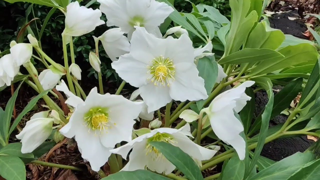 15 листопада Яблуні Обрізали Чемерники та Хризантеми цвітуть