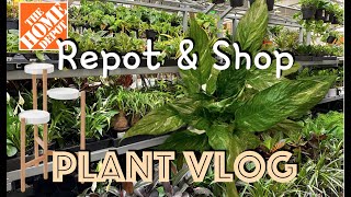 🪴SOIL to LECA DOMINO PEACE LILY | Home Depot Big Box Shopping | Plant Vlog