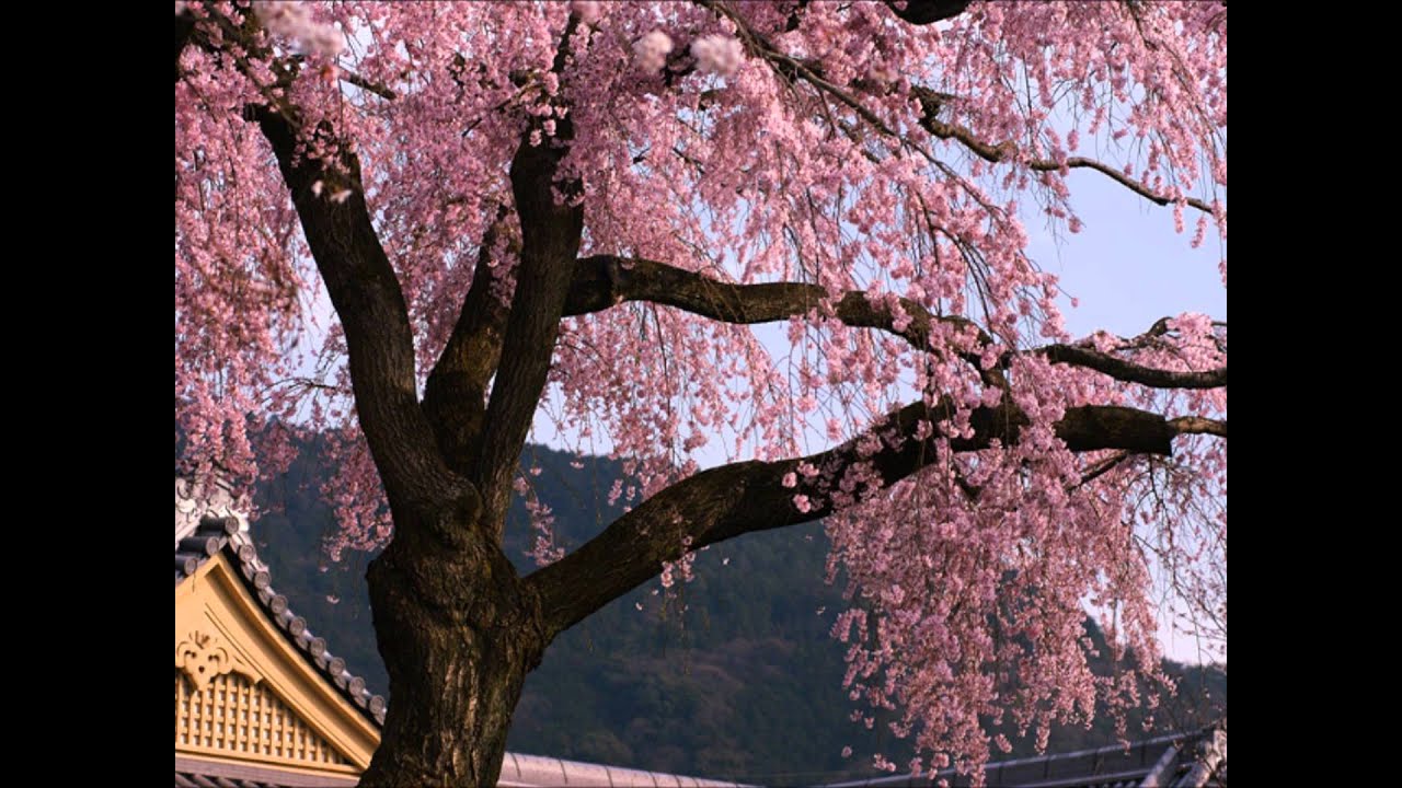 сакура стар. черри блоссом дерево. сакура стар. мукачево сакура.